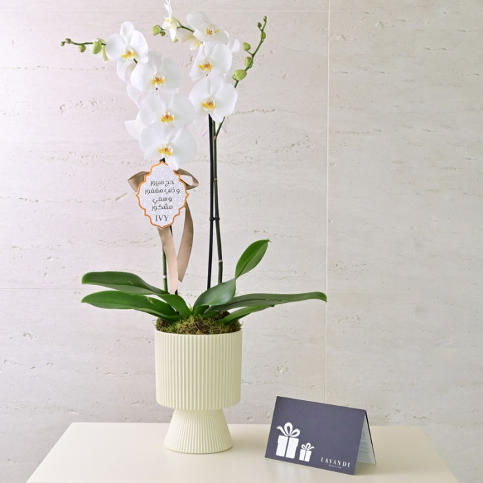 Orchid IVY X LAVANDE