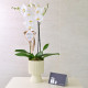 Orchid IVY X LAVANDE