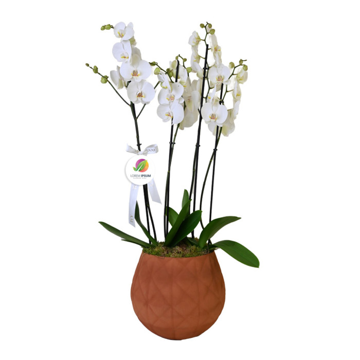 Orchid Elegance Orchids