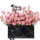 Graduation Box Pink