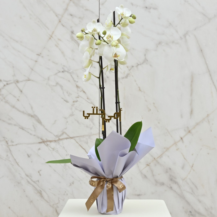 Mama's Orchid