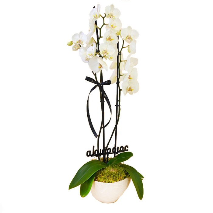 Omra Orchid