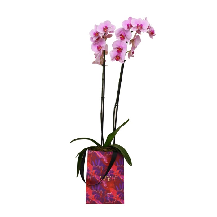 Exquisite Orchid