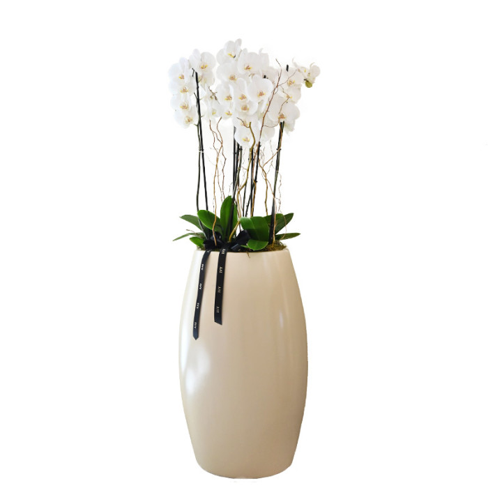 Orchids Planter L