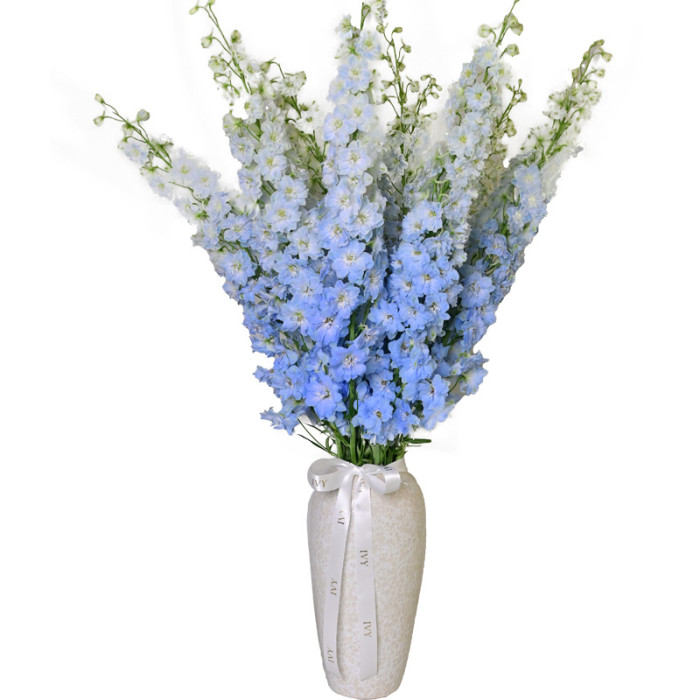 Mono Delphiniums