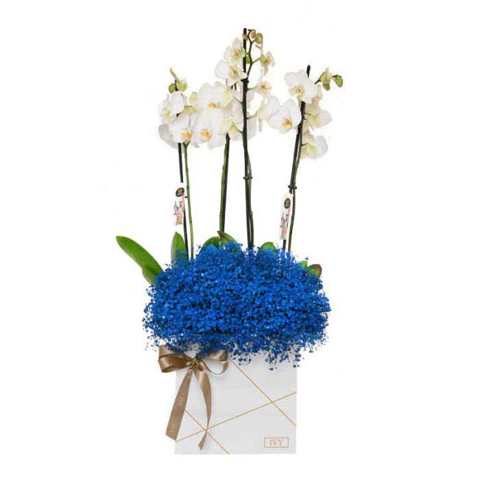 Gypso Orchids Blue