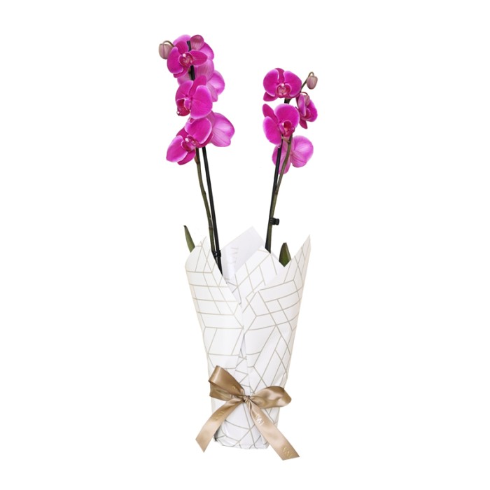 Wrapped Magenta Orchid