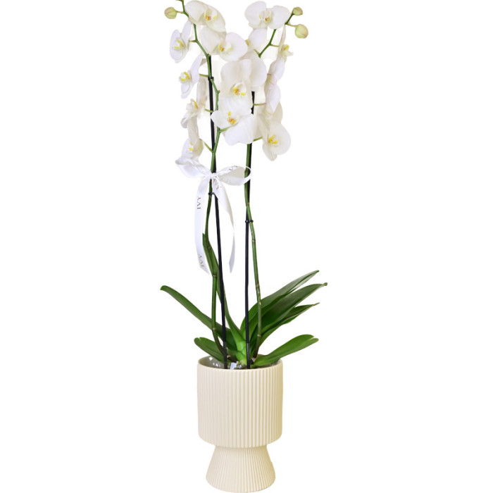 Mizna Orchid Cream