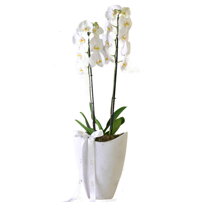 Modern Orchid