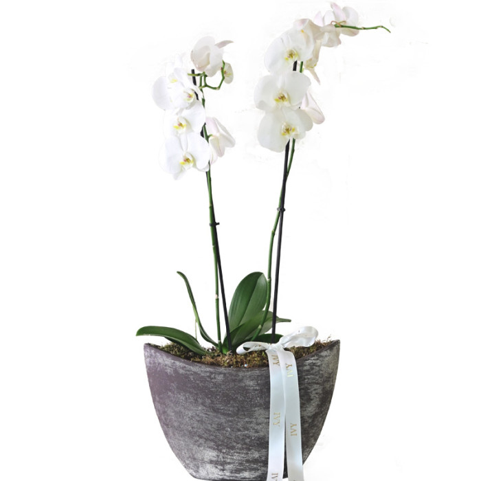 Modern Orchid Grey