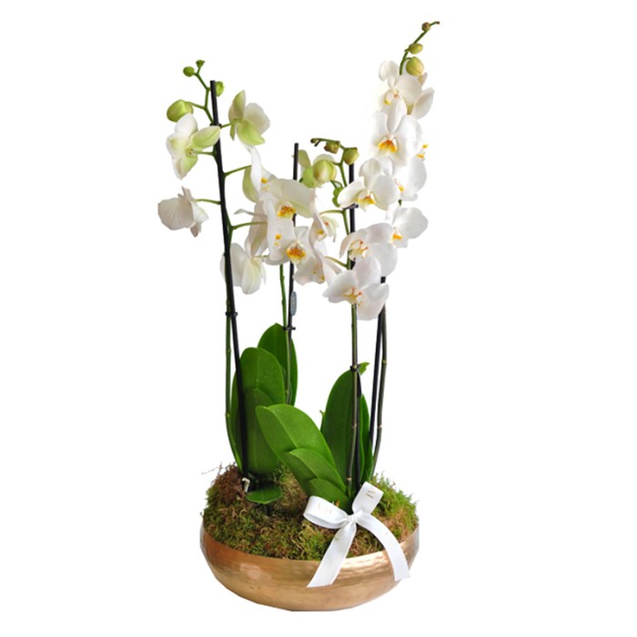Sia Orchids Small