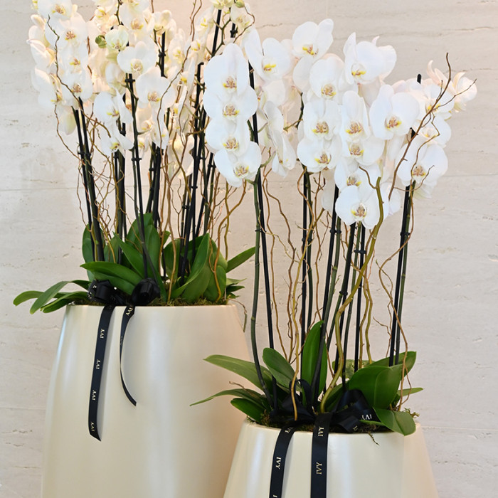 Orchids Planter L