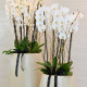 Orchids Planter L