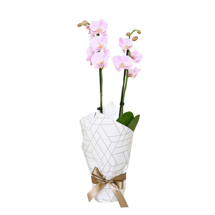 Wrapped Pink Orchid