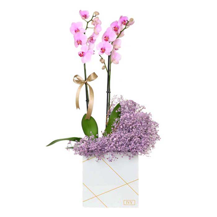 Gypso Orchids Pink