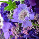 Purple Lux