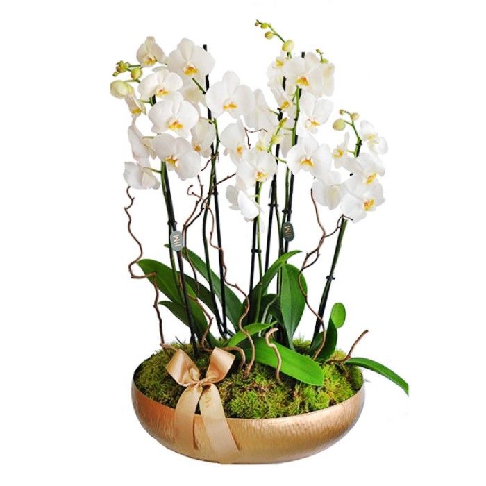 Sia Orchids Large