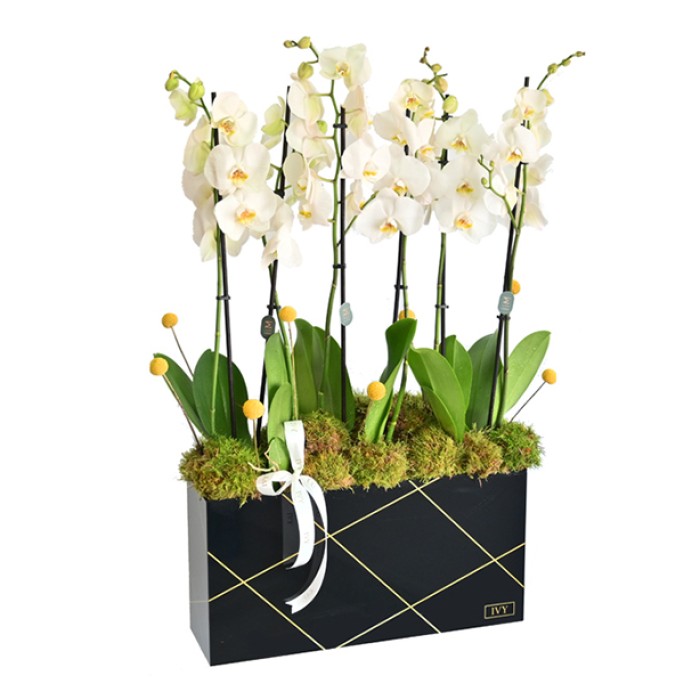 Black Orchid Plexi Large