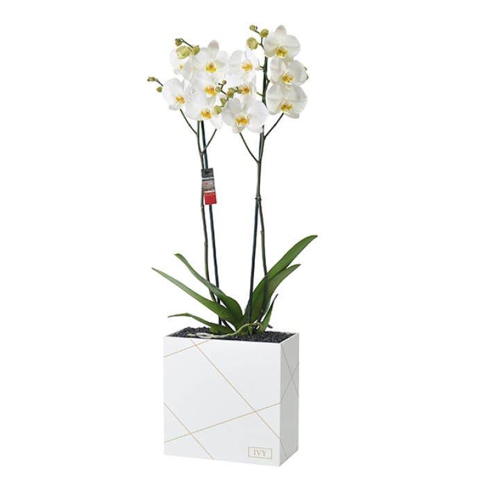 Orchid White Plexi
