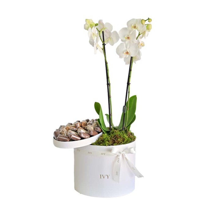 Orchid with Chocolates